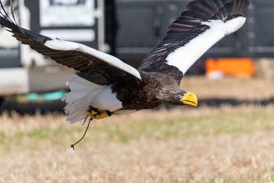 Close up of a stellers sea  eagle flying low to the ground in a falconry demonstration.