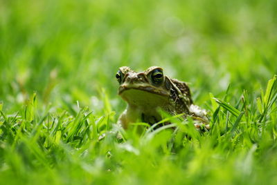 Close-up of frog on grassy field