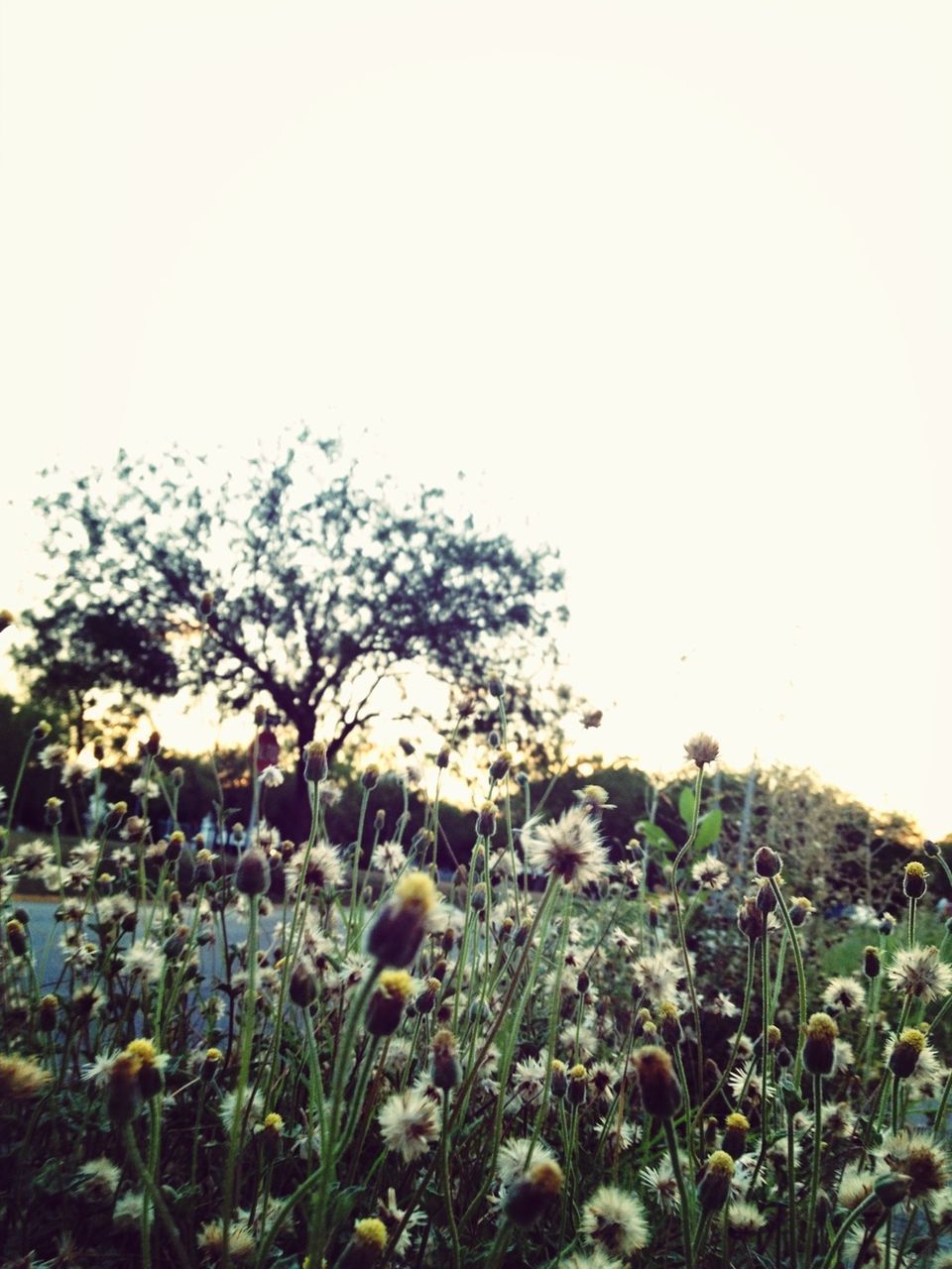 clear sky, flower, growth, plant, copy space, beauty in nature, freshness, nature, field, fragility, tranquility, blooming, sky, stem, growing, outdoors, tranquil scene, day, low angle view, no people