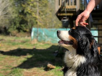 Midsection of woman with dog