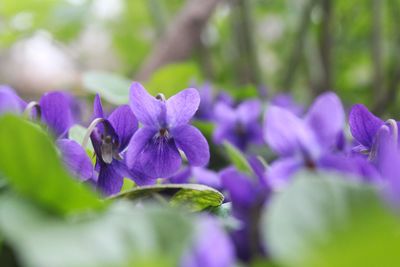 Close-up of purple flowering plant