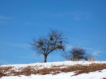 Bare tree on snow covered field against sky