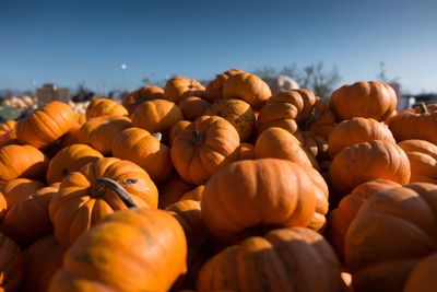 Close-up of pumpkins for sale