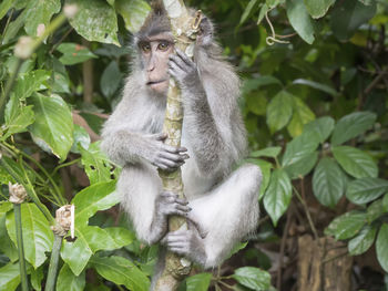 Portrait of monkey on tree