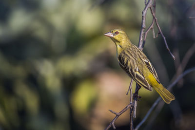 Close-up of bird perching on branch