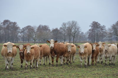 Horses in a field