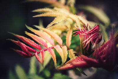 Close-up of pink flowering plant