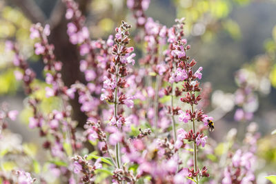 Close-up of pink flowering plant