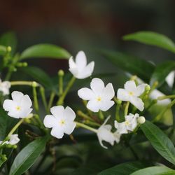 Close-up of white flowering plants