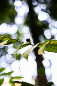 Close-up of white flowers on tree