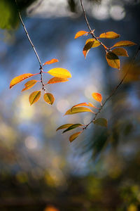 Close-up of leaves against sky during sunset