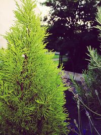 Plants growing on tree trunk