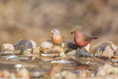 Close-up of birds perching on rock