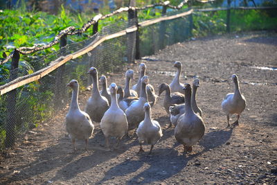 Flock of birds