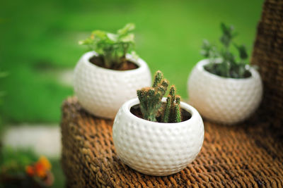 Cactus potted in a textured ceramic pot 