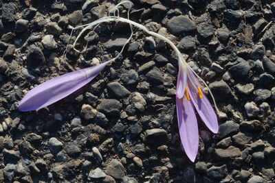 High angle view of purple flower on rock