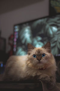 Portrait of cat relaxing at home