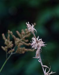 Close-up of wilted flower