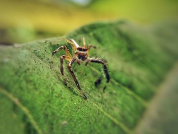 Close-up of spider