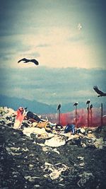 Bird flying over sea