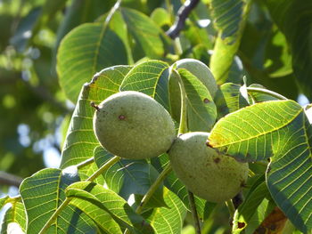 Low angle view of fruit growing on tree