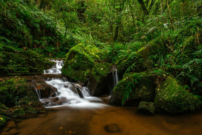 Stream flowing amidst trees and plants at forest