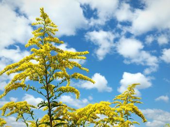 Low angle view of tree against blue sky