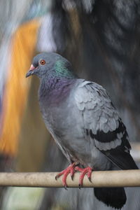 Close-up of bird perching outdoors