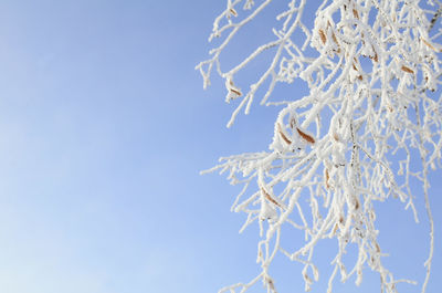 Close-up of frozen plant against blue sky