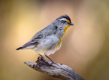 Close-up of bird perching outdoors