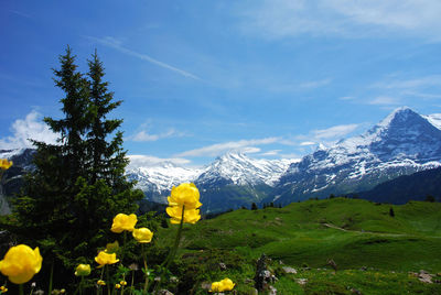 Yellow flowering plants and mountains against sky