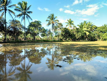 Scenic view of palm trees by lake against sky