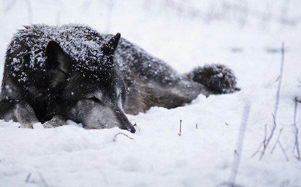 snow, winter, cold temperature, animal themes, domestic animals, season, pets, weather, one animal, mammal, dog, covering, frozen, nature, field, covered, day, two animals, white color, no people