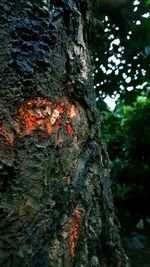 Close-up of moss on tree trunk