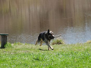 Dog running in a lake