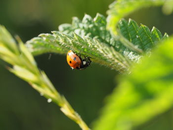 Close-up of ladybug on leaf