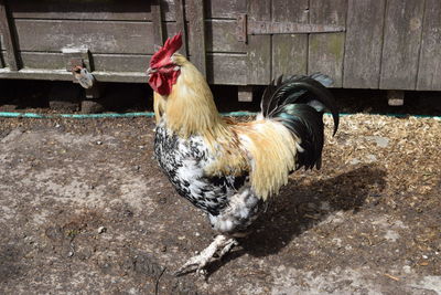 Close-up of rooster in barn