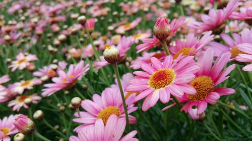 Close-up of pink flowers