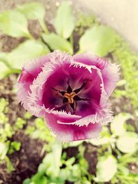 Close-up of pink flower