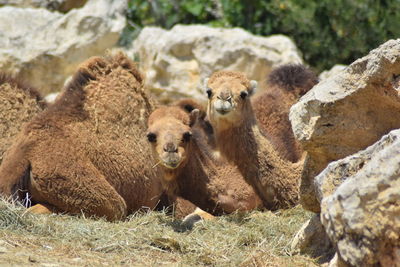 Close-up of sheep