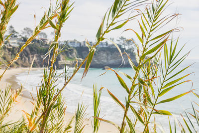 Close-up of plants growing on beach against sky