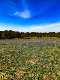 Scenic view of field against blue sky