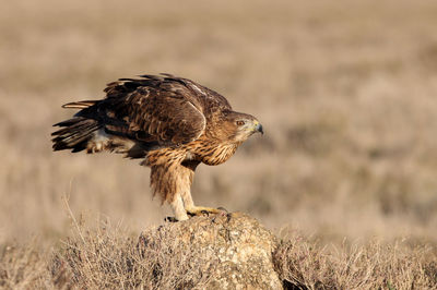 Close-up of bird perching on a field