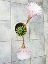 Digital composite image of potted plant on tiled floor