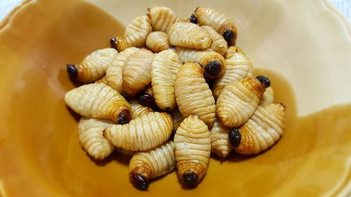 High angle view of worms in bowl