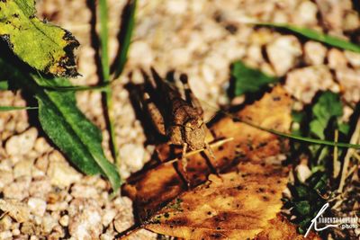 Close-up of insect on leaf