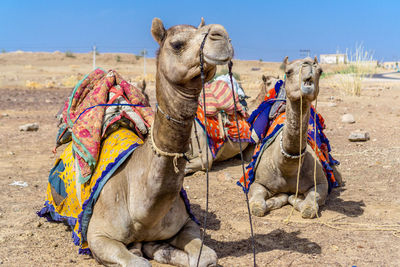 Horse cart in desert