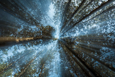 Directly below shot of sunlight streaming through trees in forest against sky