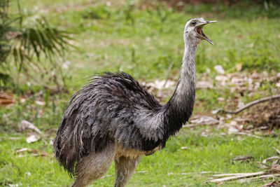 Close-up of bird on field