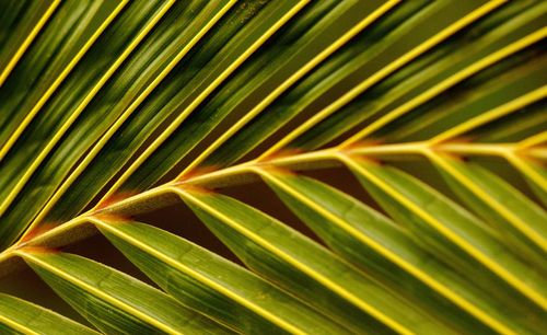 Full frame shot of palm leaves